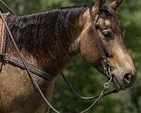 ranch-work-quarter-horse