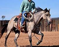 calf-roping-quarter-horse