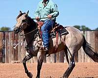 ranch-versatility-quarter-horse