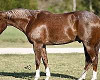 athletic-quarter-horse