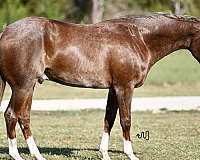 calf-roping-quarter-horse