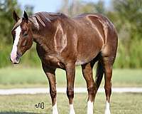 flashy-quarter-horse