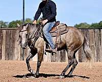 calf-roping-quarter-horse