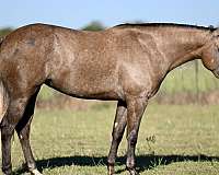 ranch-versatility-quarter-horse