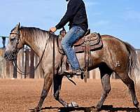 ranch-work-quarter-horse