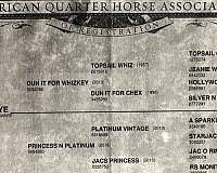 reining-quarter-horse