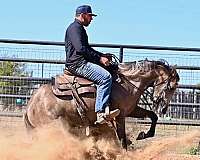 western-riding-quarter-horse