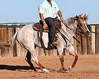 calf-roping-quarter-horse