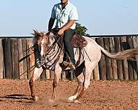 husband-safe-quarter-horse