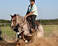 ranch-versatility-quarter-horse