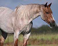 ranch-work-quarter-horse