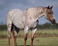 show-quarter-horse