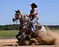 western-riding-quarter-horse