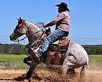 working-cow-quarter-horse