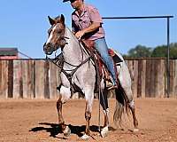 working-cattle-quarter-horse