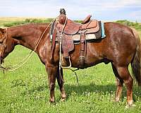 calf-roping-quarter-pony