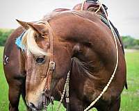 ranch-work-quarter-pony