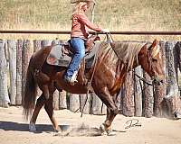 team-penning-quarter-pony