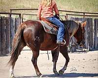 trail-riding-quarter-pony