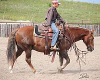 western-riding-quarter-pony