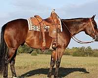 calf-roping-quarter-horse