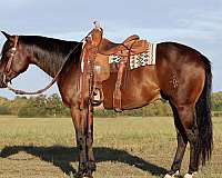 performance-quarter-horse