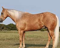 athletic-quarter-horse