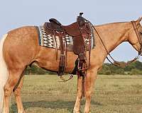 husband-safe-quarter-horse