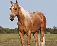 performance-quarter-horse