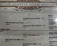 ranch-versatility-quarter-horse