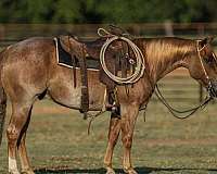 athletic-quarter-horse