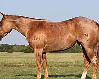 calf-roping-quarter-horse