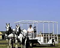 driving-percheron-horse