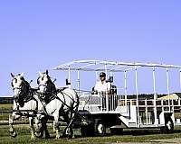 flashy-percheron-horse