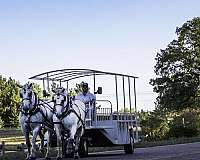 husband-safe-percheron-horse