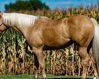 calf-roping-quarter-horse