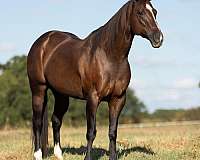 athletic-quarter-horse