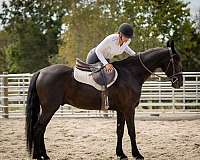 athletic-friesian-horse