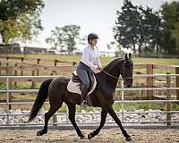 beginner-friesian-horse