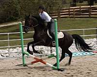 cross-friesian-horse