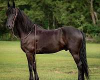 companion-friesian-horse