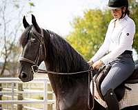 driving-friesian-horse