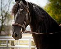 flashy-friesian-horse