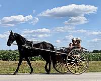 parade-friesian-horse