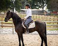 ridden-english-friesian-horse