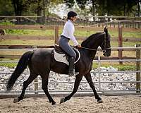 ridden-western-friesian-horse