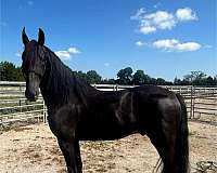 show-friesian-horse