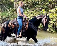 trail-friesian-horse