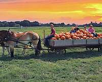 beginner-percheron-horse