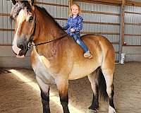 cross-percheron-horse